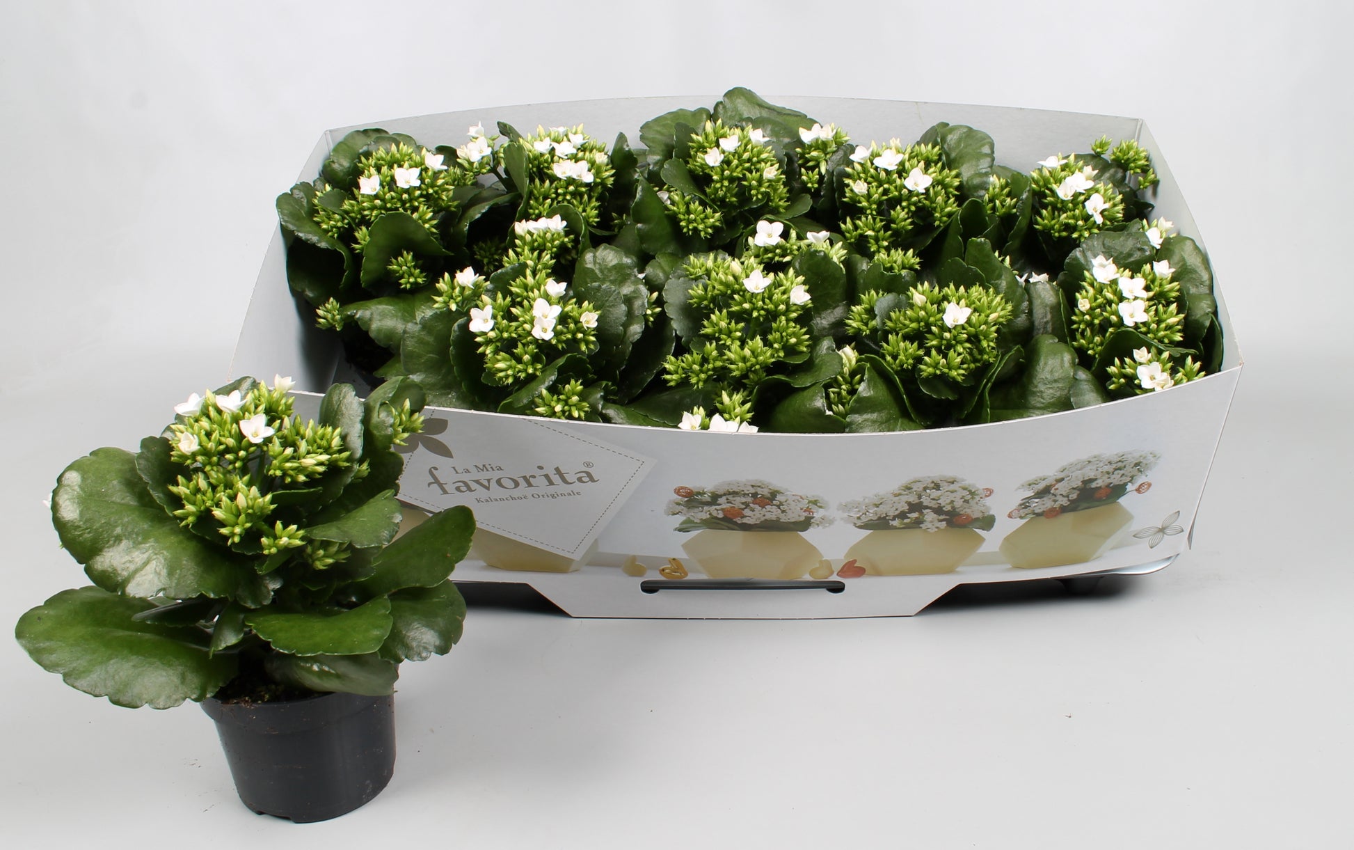 Vreugdenberg BV Kalanchoe Asteria white Pack of 10