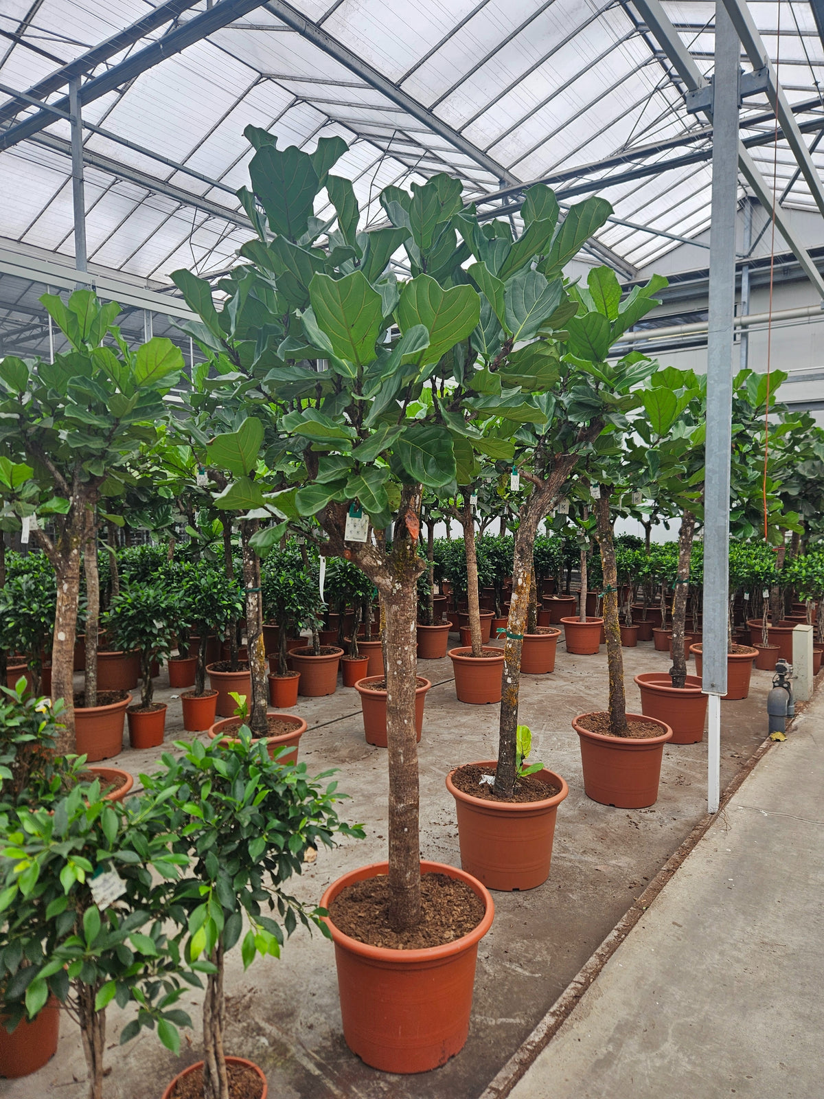 Ficus lyrata 280cm 60cm Pot