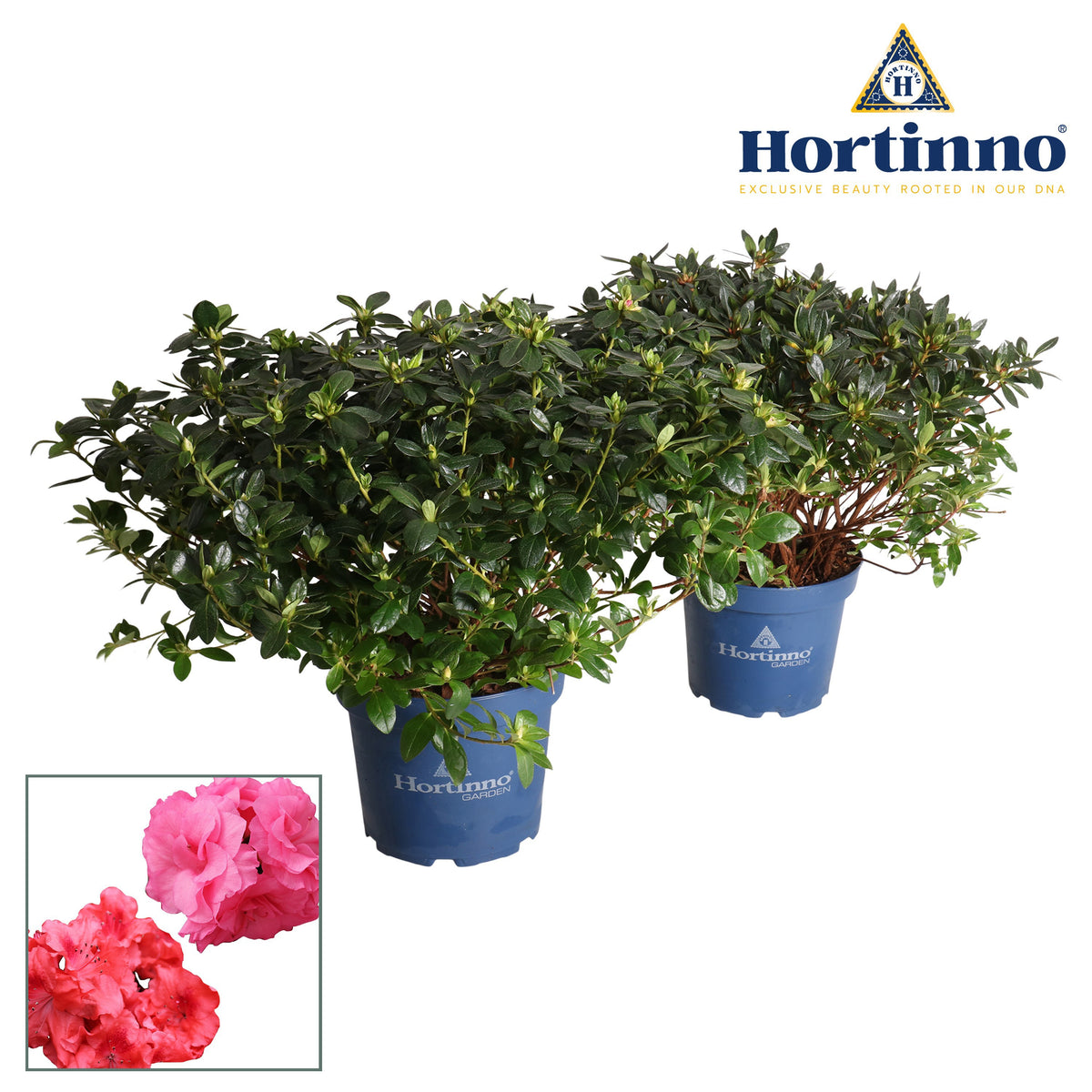 Rhododendron Hortinno Garden Evergreen mix 50cm 23cm Pot