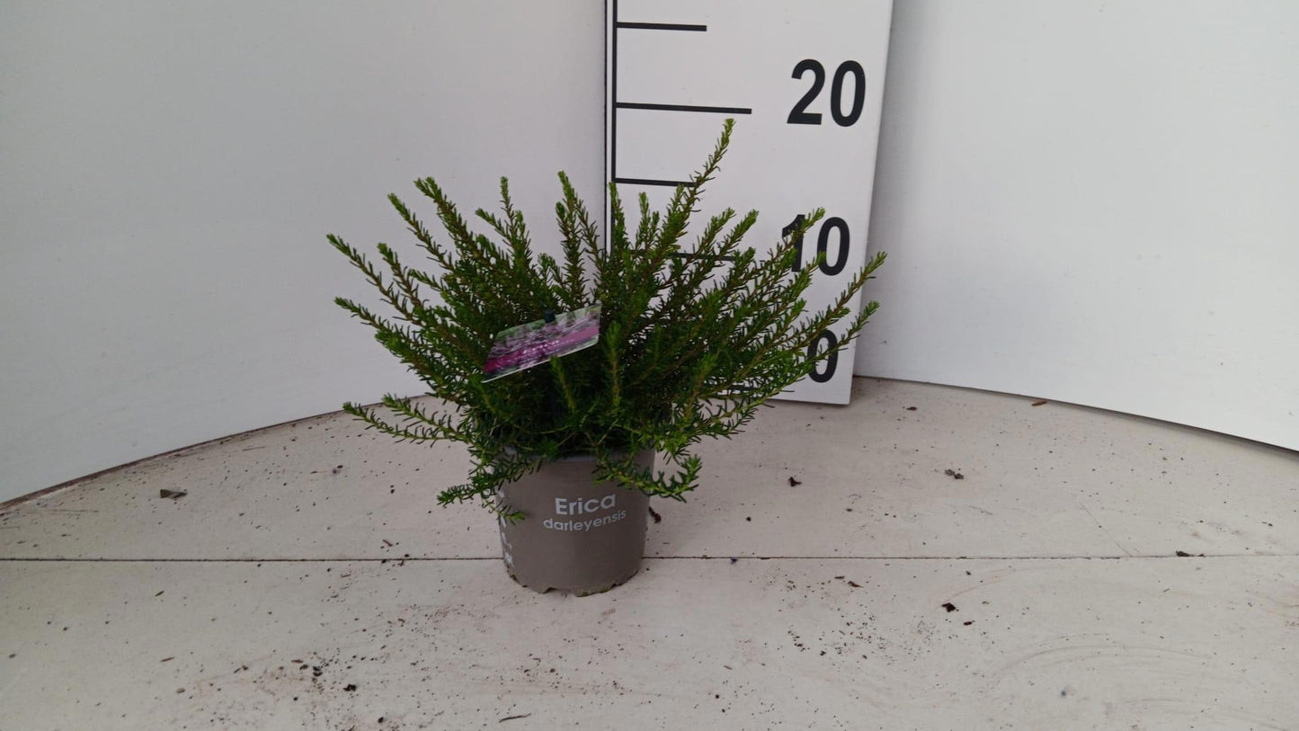 About Plants Zundert BV Erica Darley Dale Pack of 12