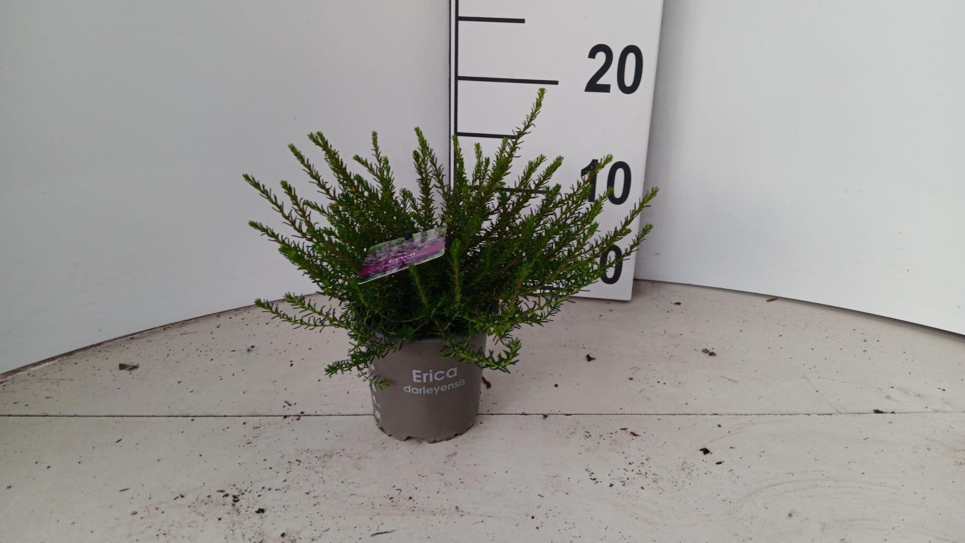 About Plants Zundert BV Erica Darley Dale Pack of 12