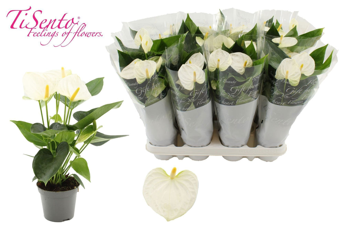 Anthurium Cocos in Christmas sleeve 25cm 9cm Pot