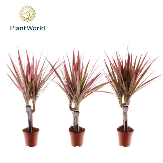 dracaena-tummy-make-upz-35cm-505cm-pot