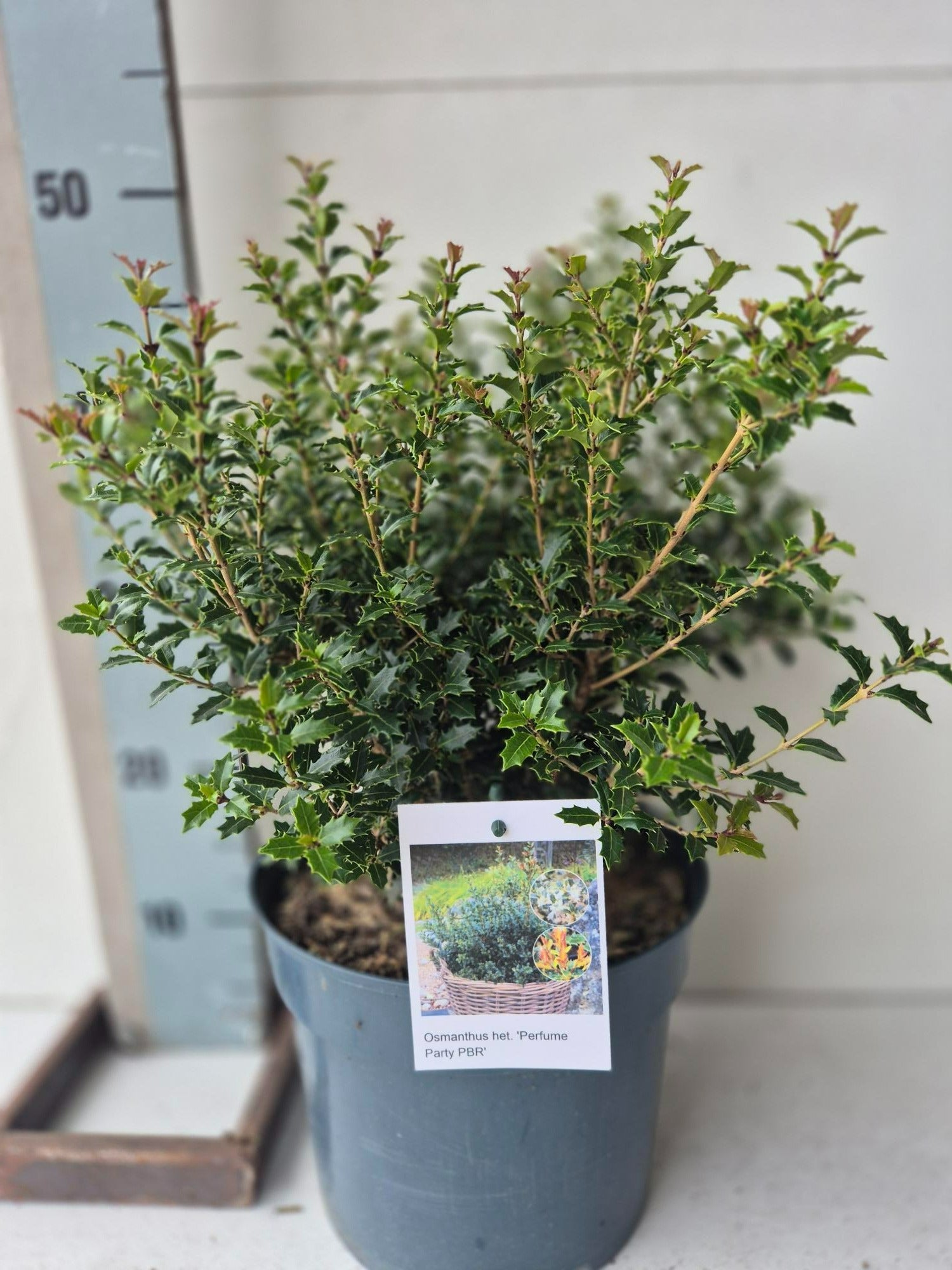 Osmanthus heterophyllus 55cm 23cm Pot