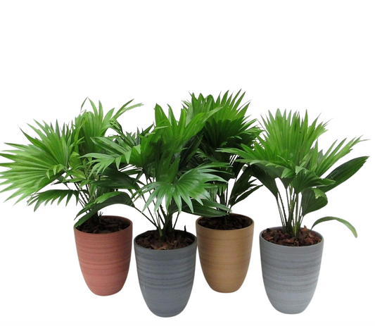 Livistona rotundifolia 50cm 14cm Pot