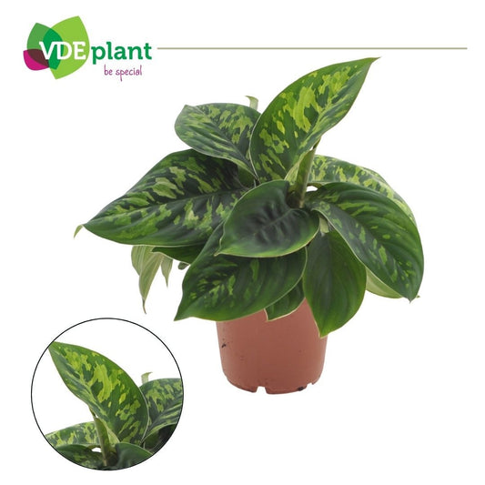 Homalomena wal. Camouflage 30cm 12cm Pot