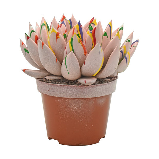 Echeveria colored Splash pastel pink 13cm 510cm Pot
