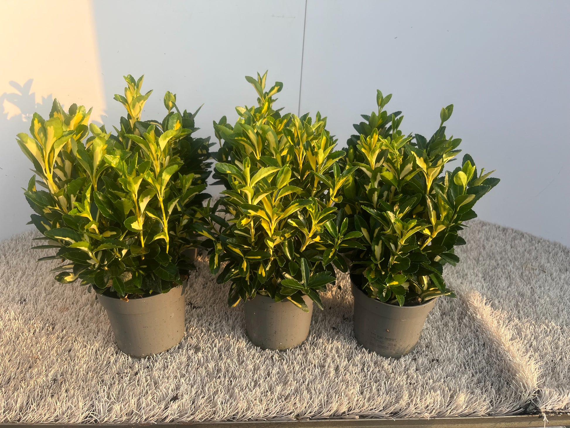 Euonymus Gold Moon 20cm 510cm Pot
