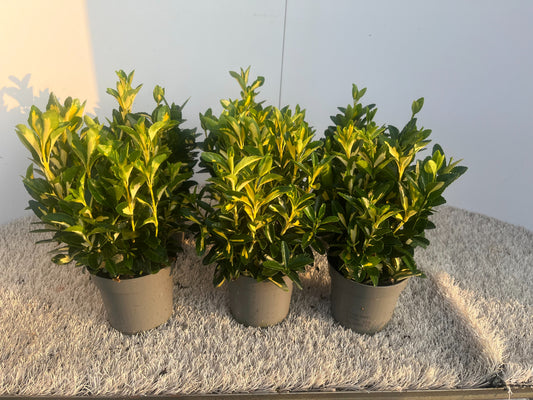 Euonymus Gold Moon 20cm 10.5cm Pot
