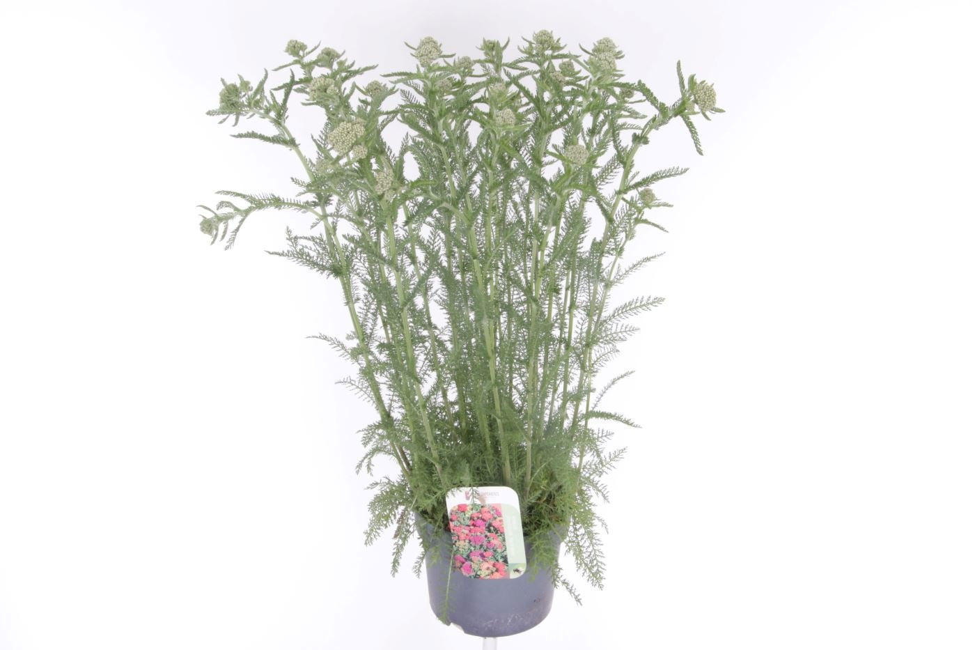 Achillea Milly Rock Yellow 60cm 17cm Pot