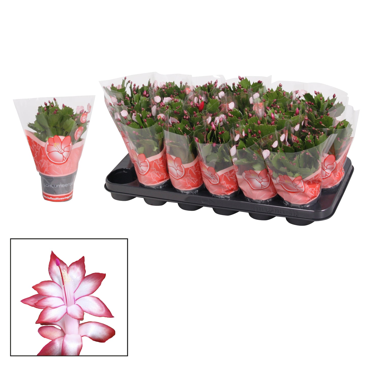 Hofland Flowering Plants Schlumbergera Zaraika Pack of 18