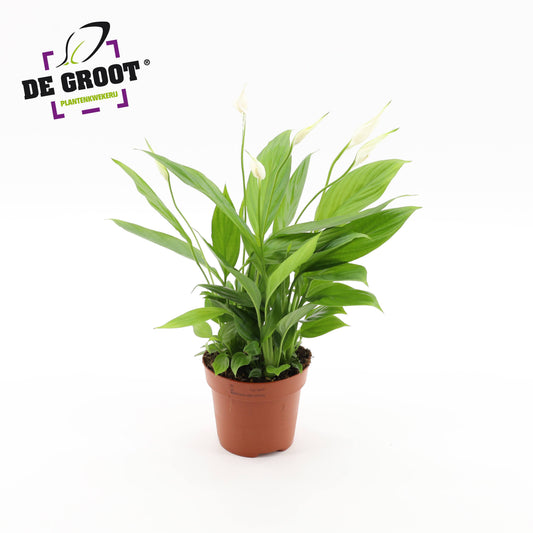 Spathiphyllum Korto 40cm 12cm Pot