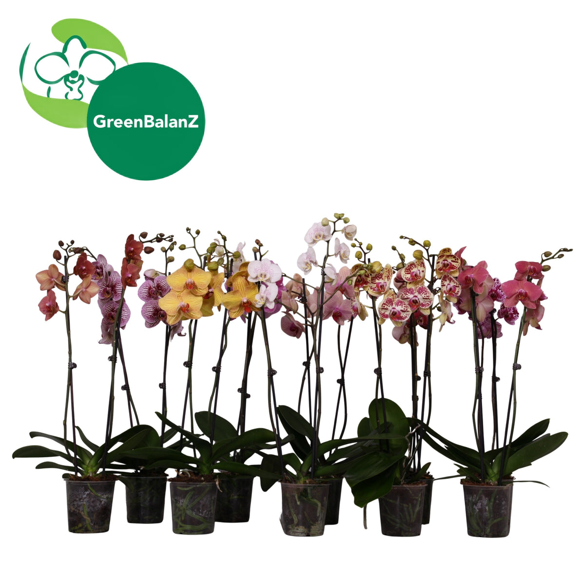 Phalaenopsis mix 65cm 12cm Pot