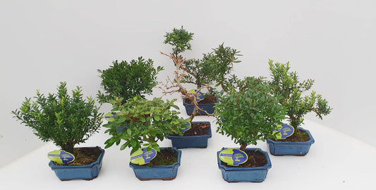 Bonsai mix (outdoor) 25cm 15cm Pot