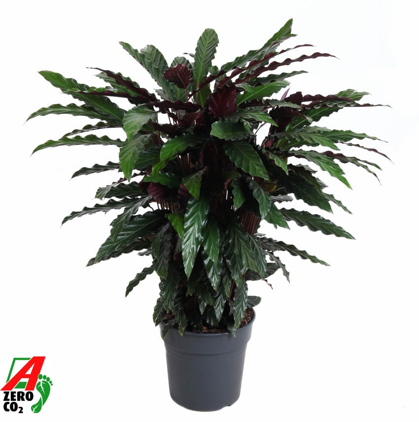 Calathea Wavestar 100cm 27cm Pot