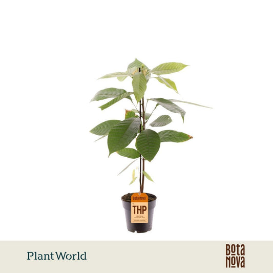 Foliage houseplants mix 50cm 14cm Pot