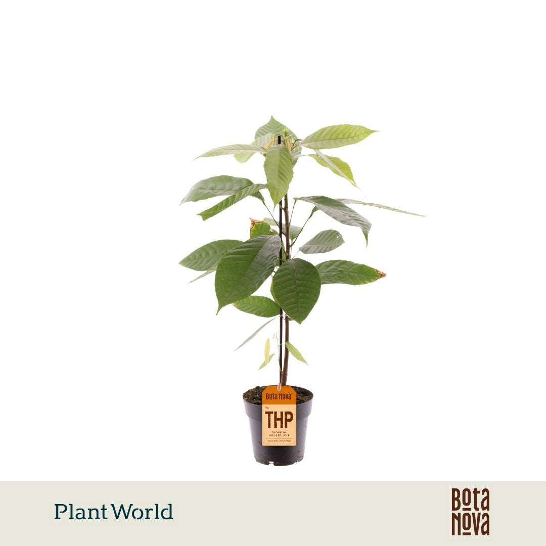 Foliage houseplants mix 50cm 14cm Pot