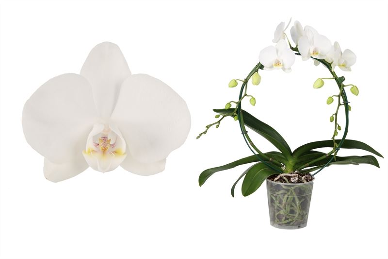 Phalaenopsis Tropic Snowball 45cm 12cm Pot