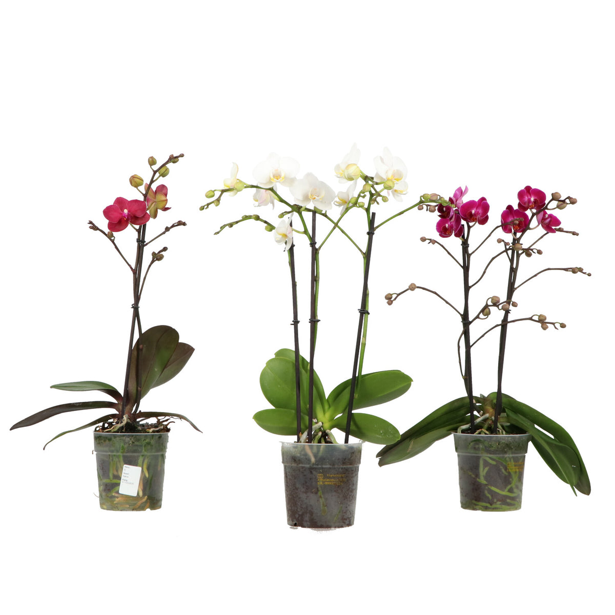 Phalaenopsis mix 45cm 12cm Pot