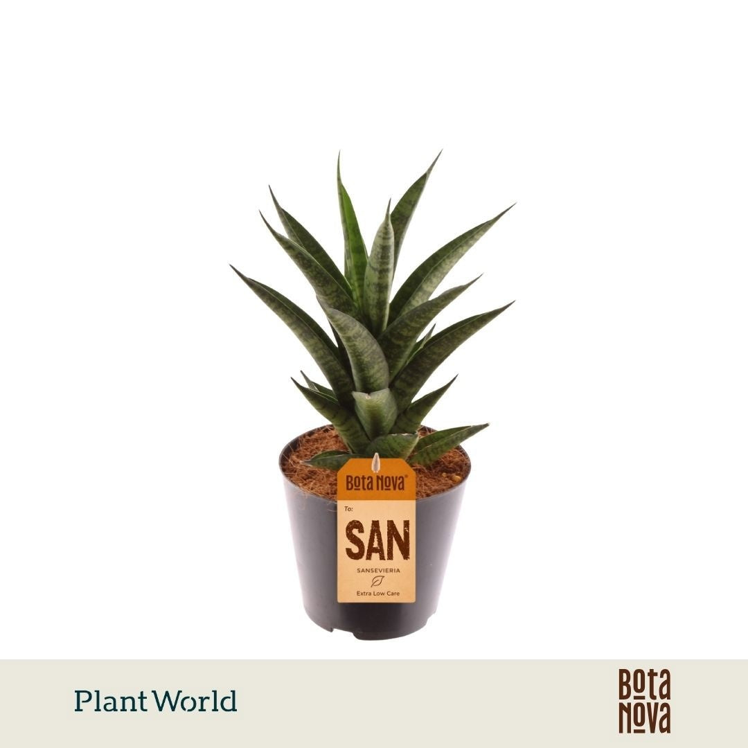 Sansevieria Samurai 30cm 12cm Pot