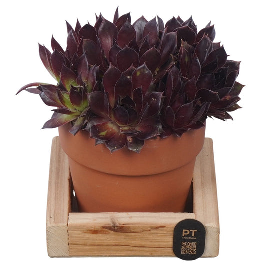 arr. Sempervivum 12cm 11cm Pot