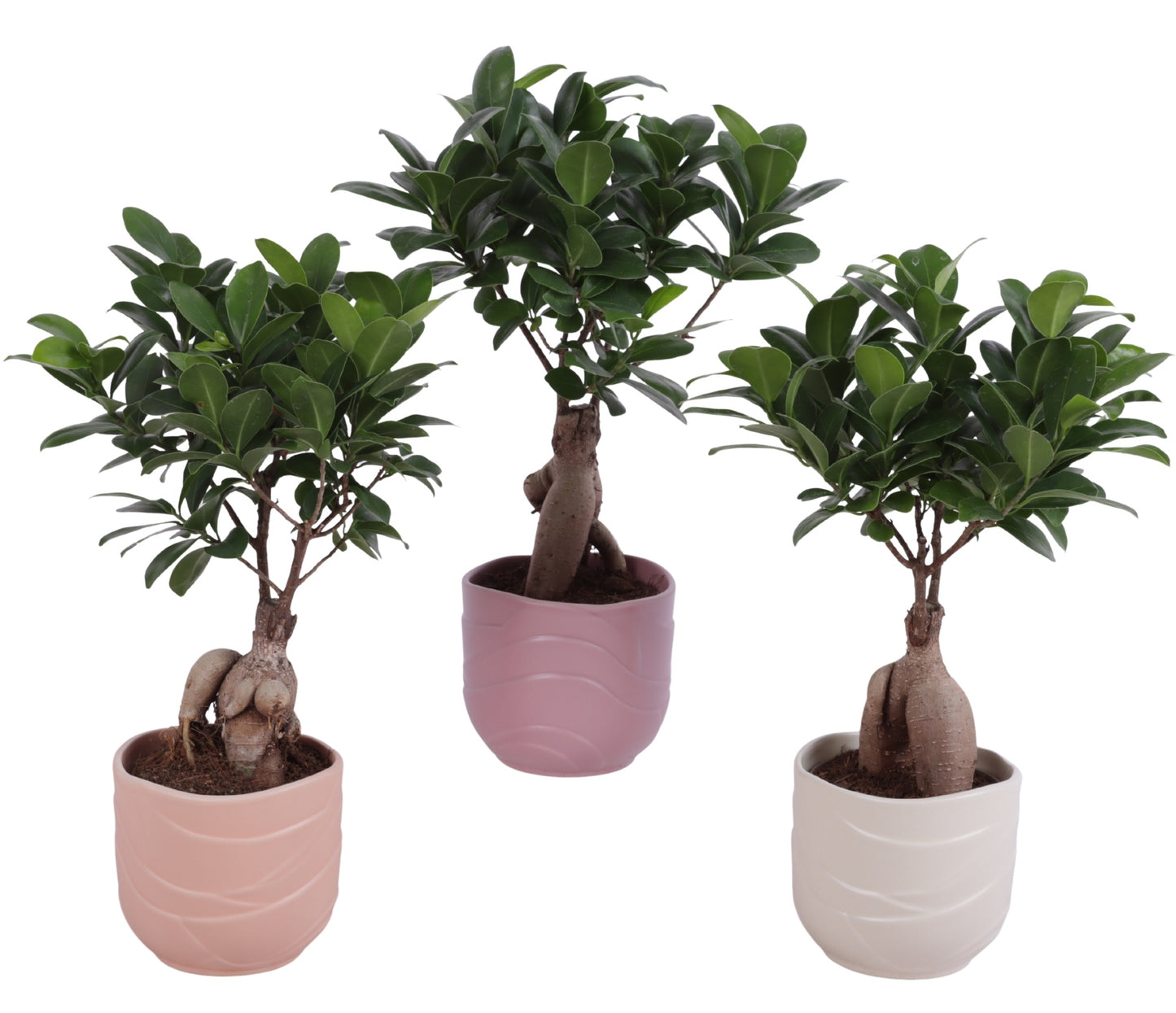 Ficus Ginseng 30cm 10cm Pot