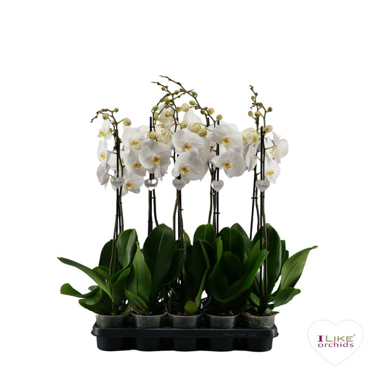 Phalaenopsis white 85cm 12cm Pot
