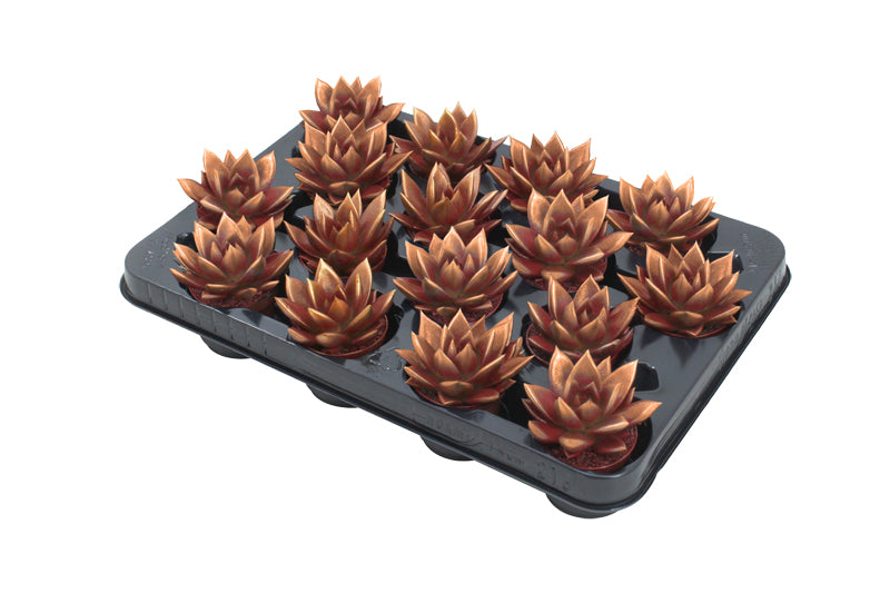 Echeveria colored red 8cm 6cm Pot