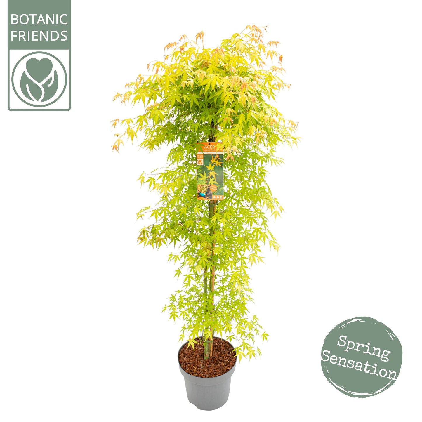 Acer Katsura 175cm 30cm Pot