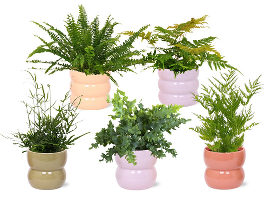 Ferns mix 40cm 12cm Pot