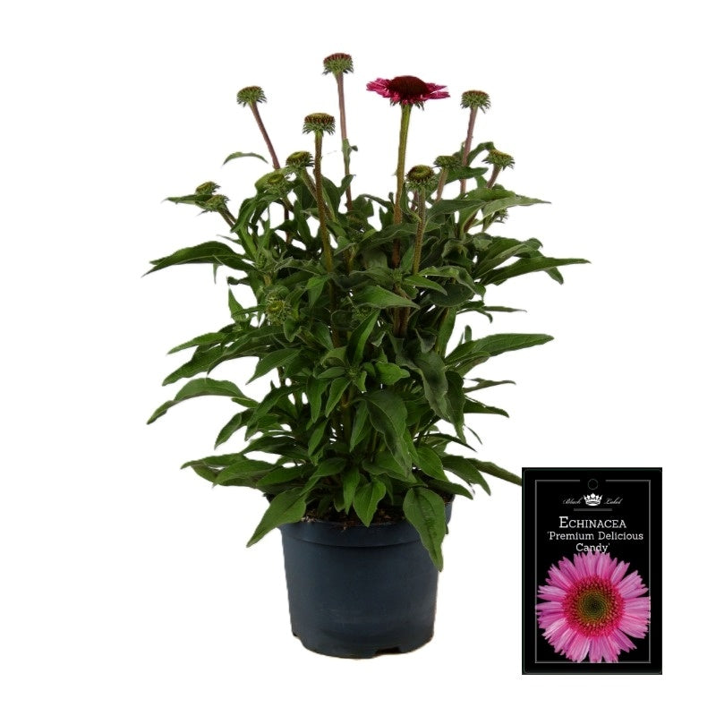 Echinacea Delicious Candy 80cm 19cm Pot