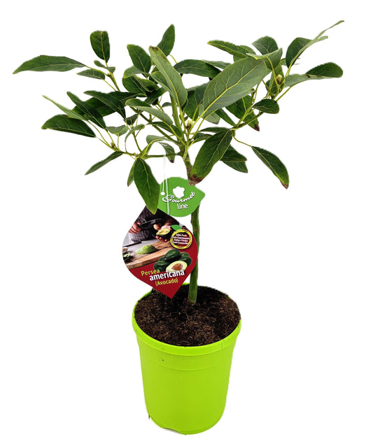 Citrus microcarpa 80cm 21cm Pot