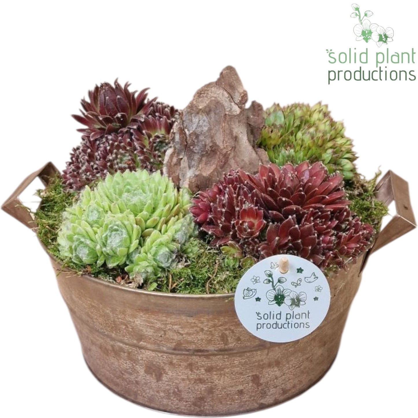 SMP008 Zinc Brown Large Sempervivum 20cm 22cm Pot