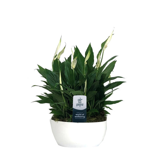 Spathiphyllum Pearl Cupido 35cm 20cm Pot