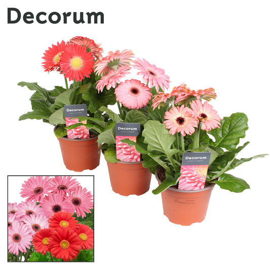 Gerbera pink decorum 22cm 12cm Pot