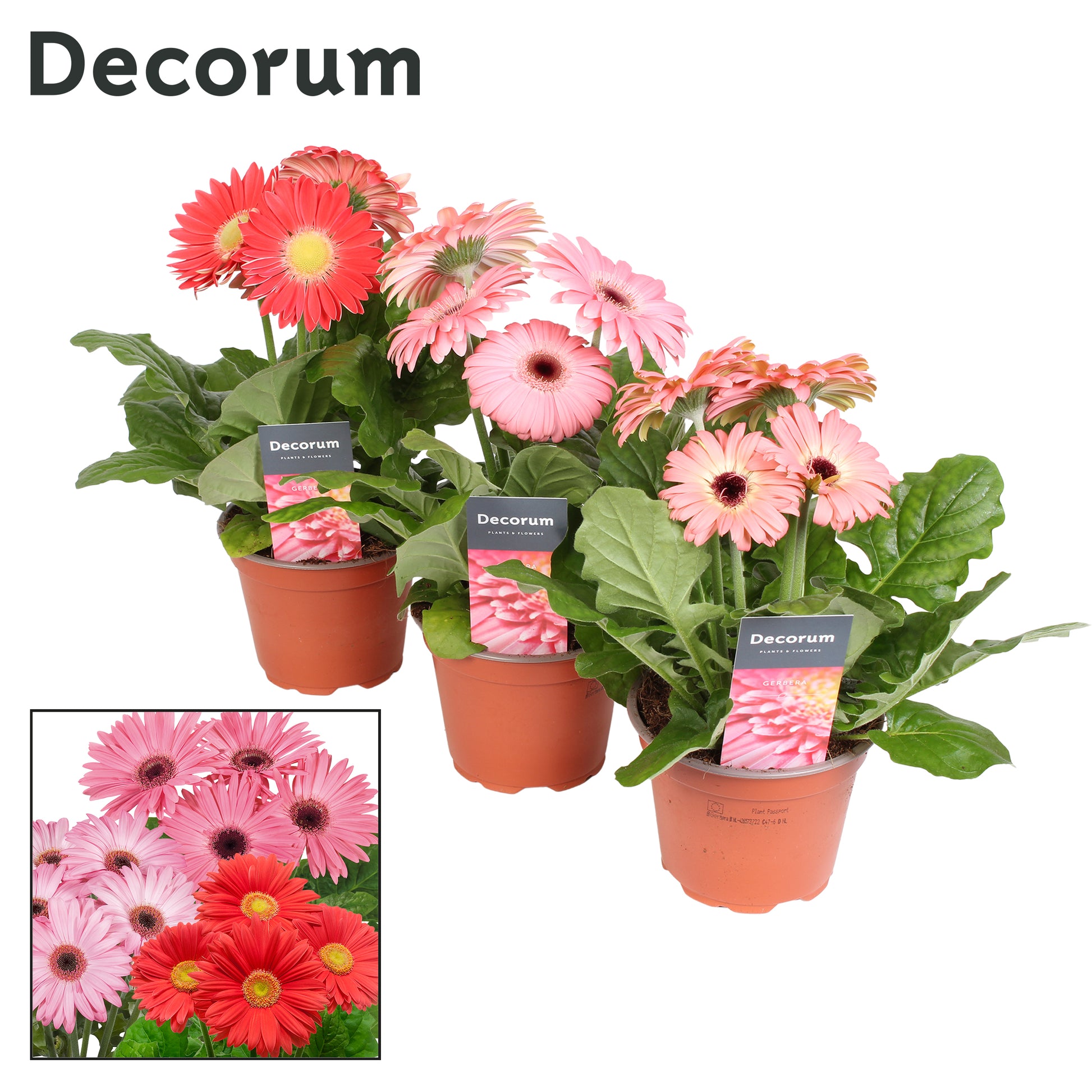 Gerbera pink decorum 22cm 12cm Pot