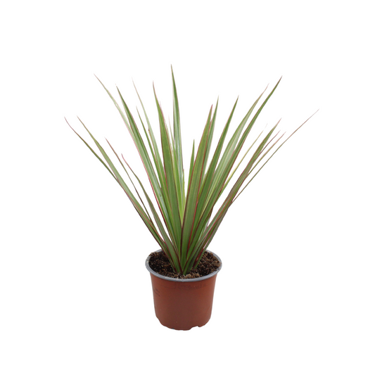 Dracaena Bicolor 35cm 12cm Pot