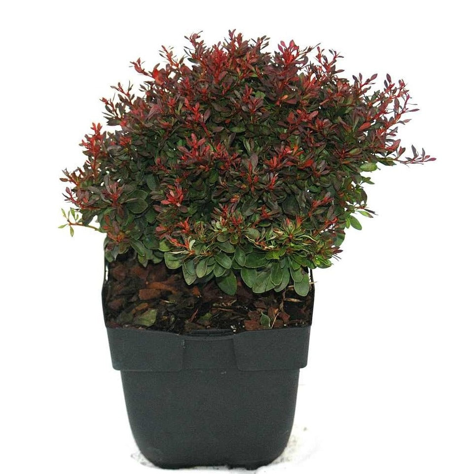 Berberis thunbergii Bagatelle 35cm 17cm Pot