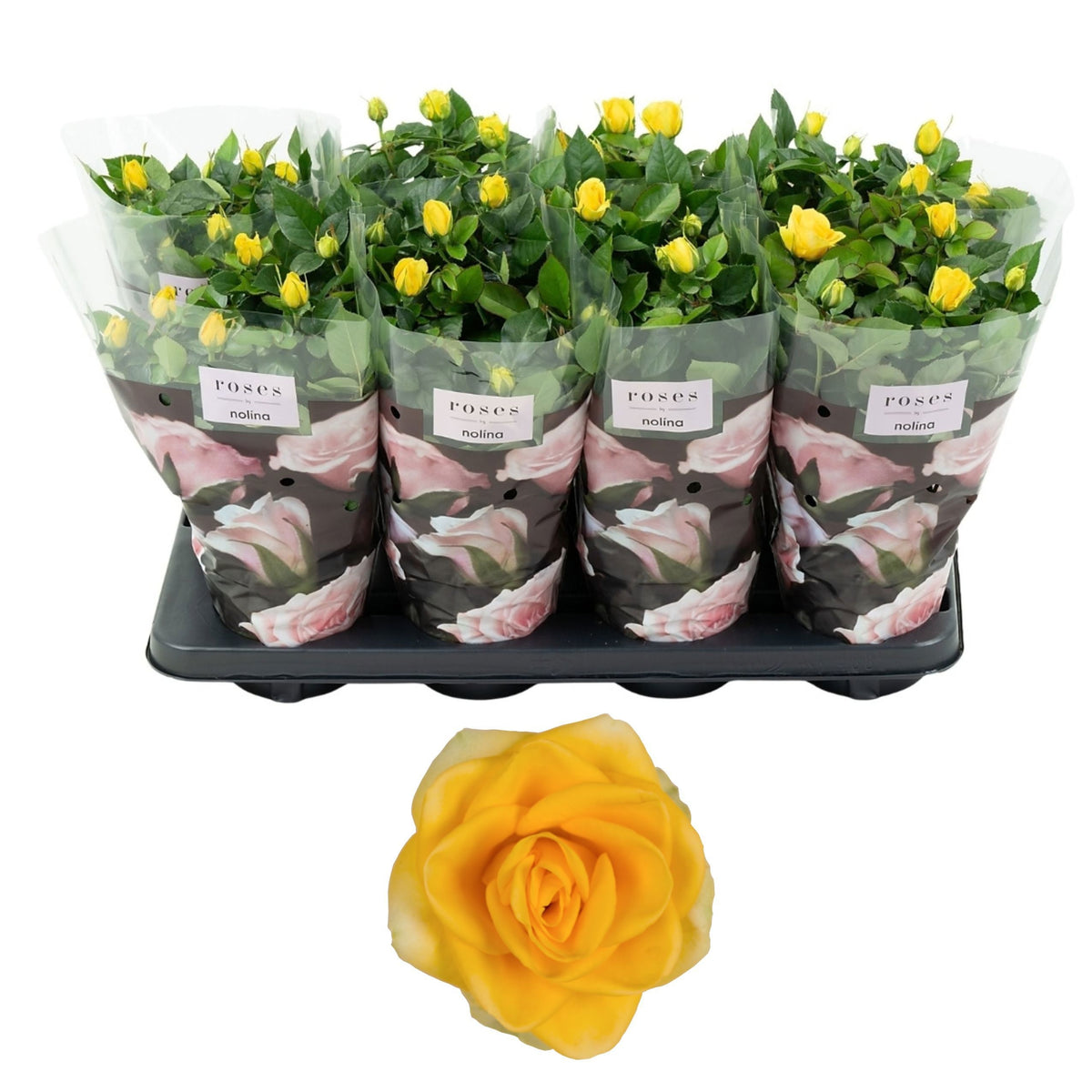 Rosa yellow 36cm 13cm Pot