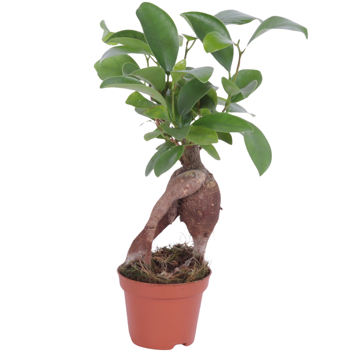 Ficus Ginseng 25cm 6cm Pot