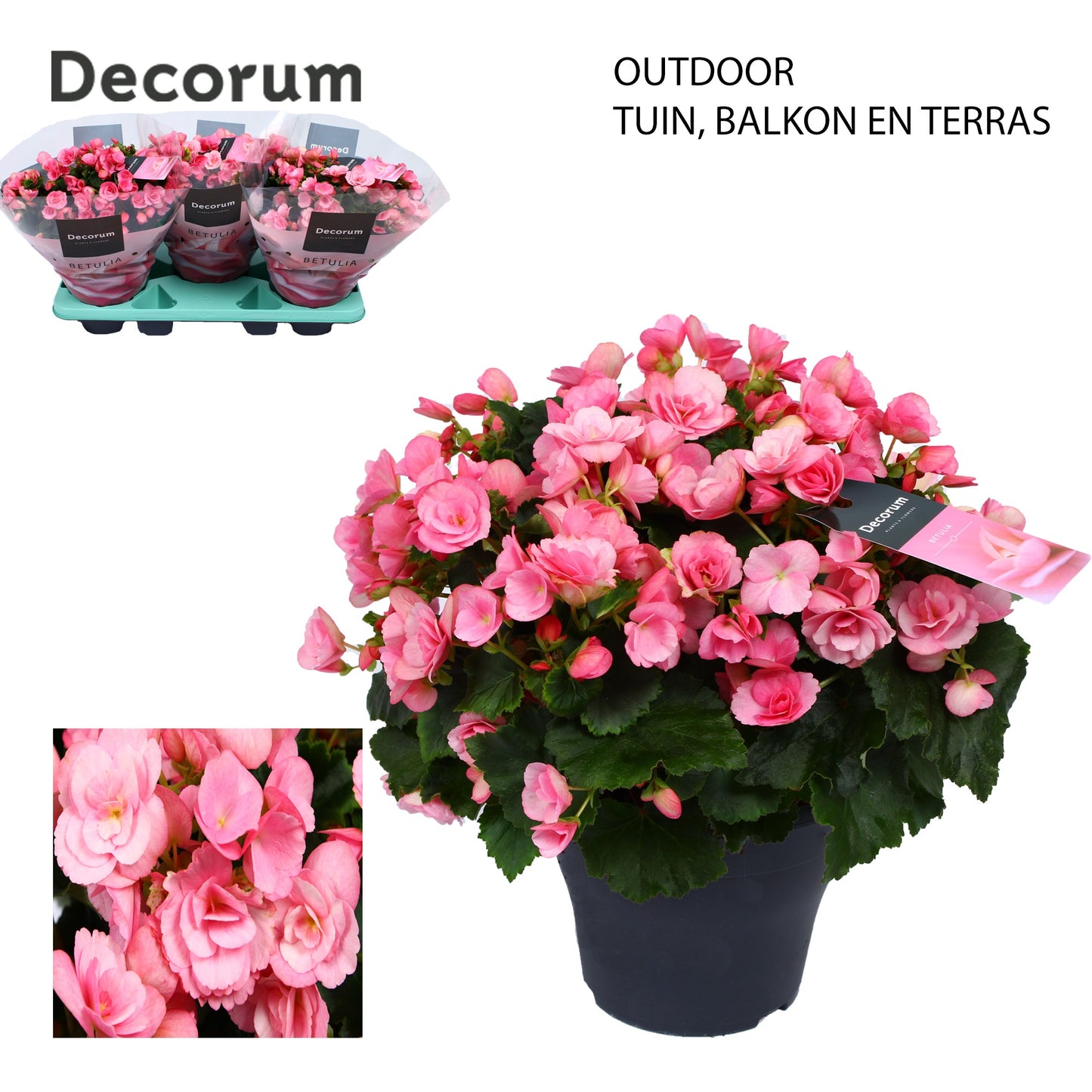 Begonia Betulia Candy outdoor 35cm 19cm Pot