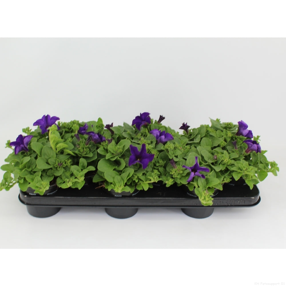 Petunia Blue Surfinia 15cm 510cm Pot