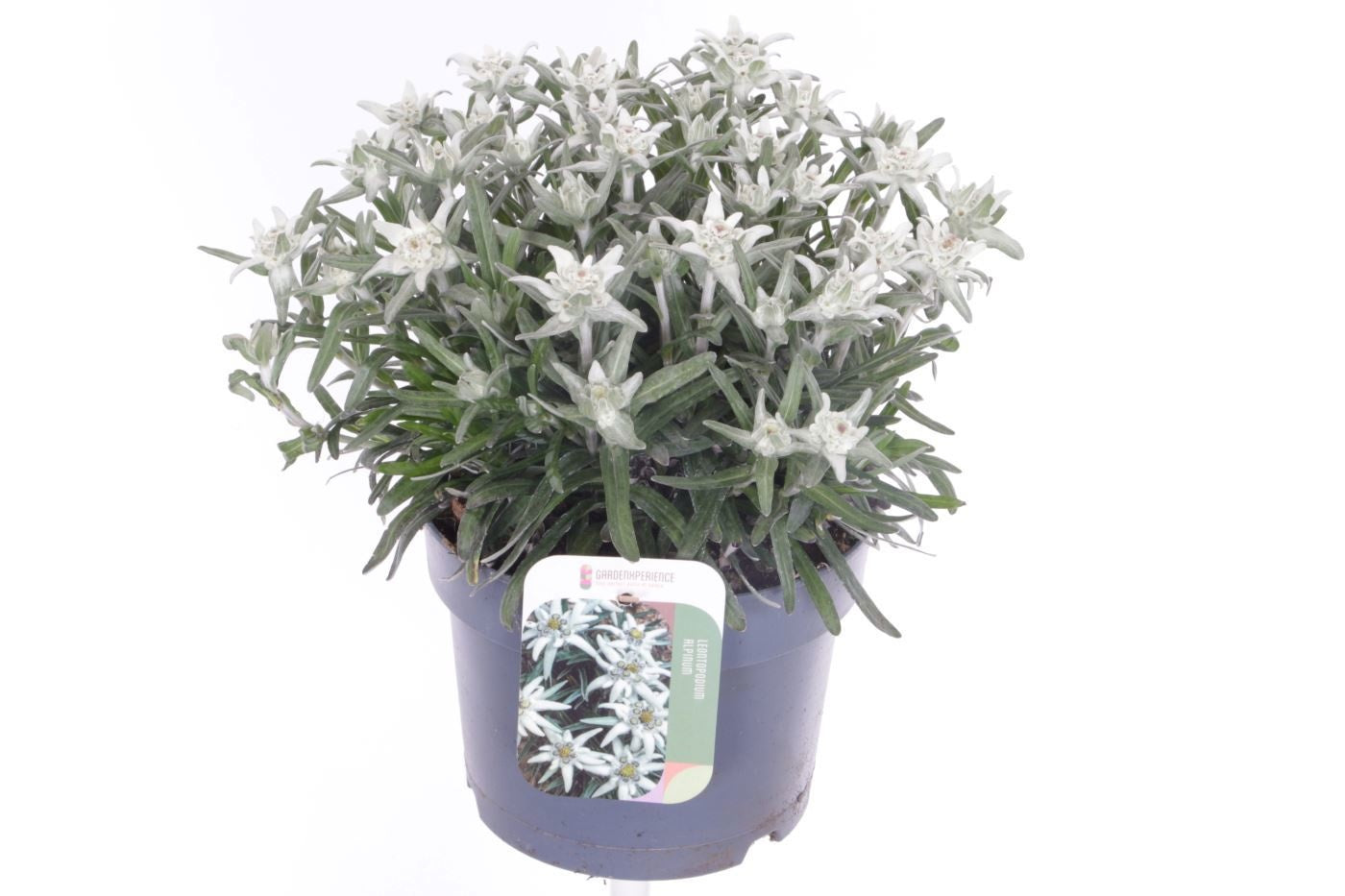 Leontopodium alpinum 30cm 17cm Pot
