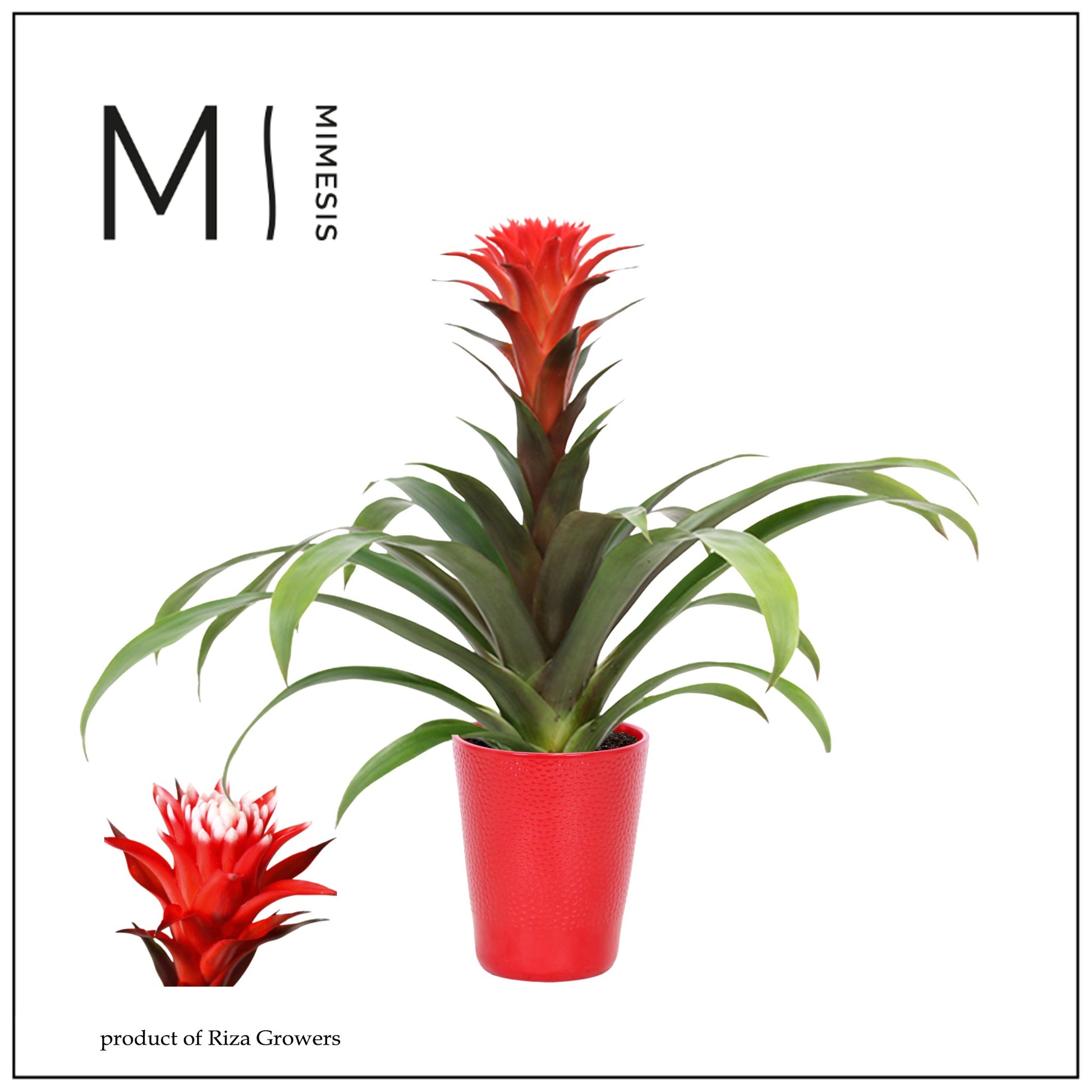 Riza Bromelia Specialist Guzmania Hope Pack of 6