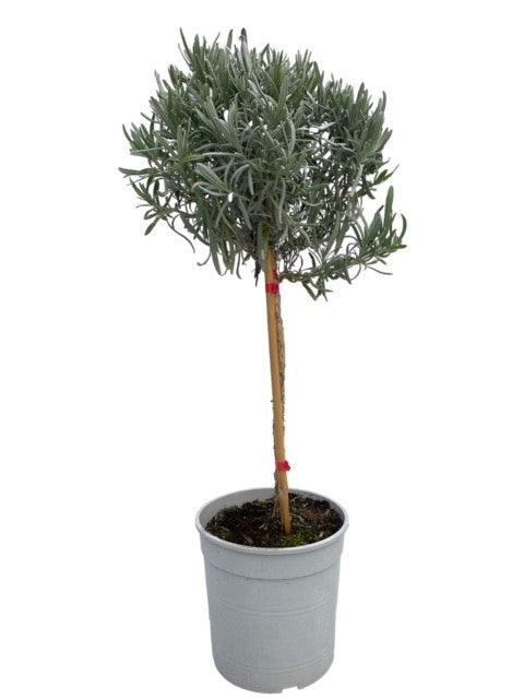 Lavandula angustifolia 70cm 18cm Pot