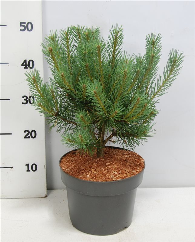 Pinus sylvestris Watereri 50cm 23cm Pot