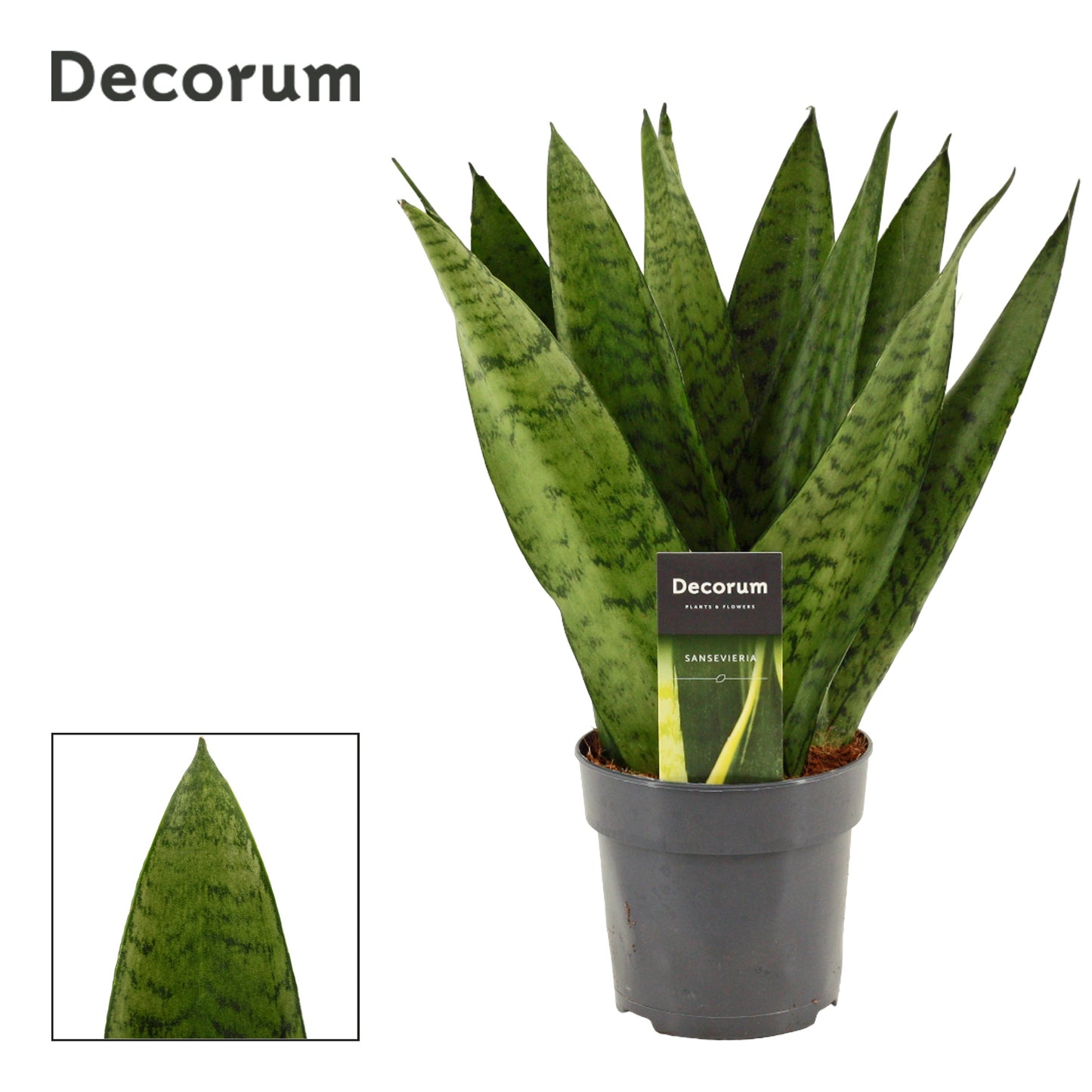 Duijn-Hove BV, kwekerij Sansevieria Zeylanica Fan Pack of 10
