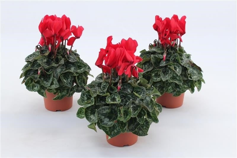 Cyclamen Allure red 20cm 10.5cm Pot