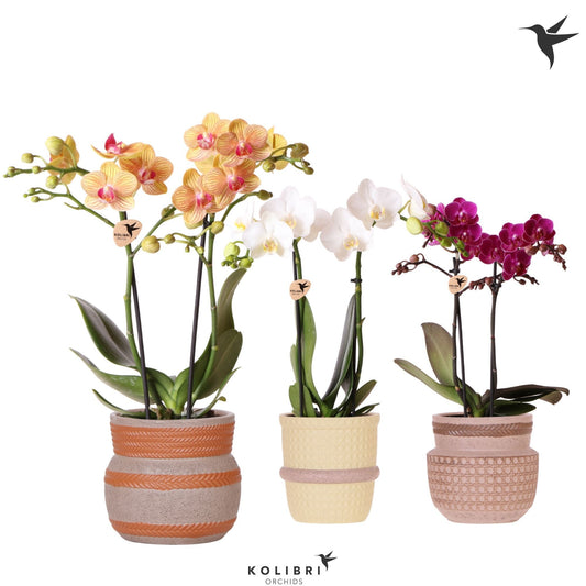 Kolibri Orchids Phalaenopsis mix 2 spike in Ethnic pot mix 40cm 9cm Pot