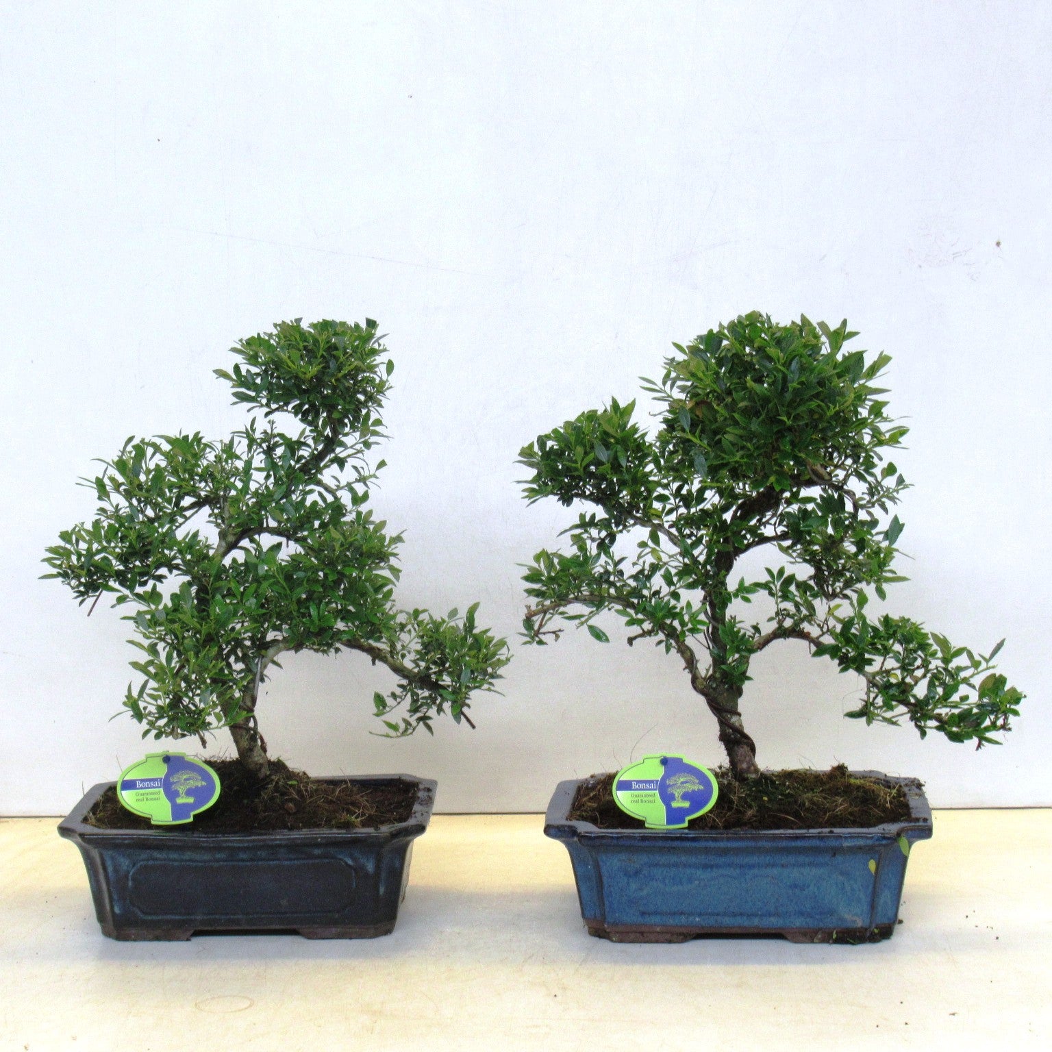 Ilex crenata 50cm 29cm Pot